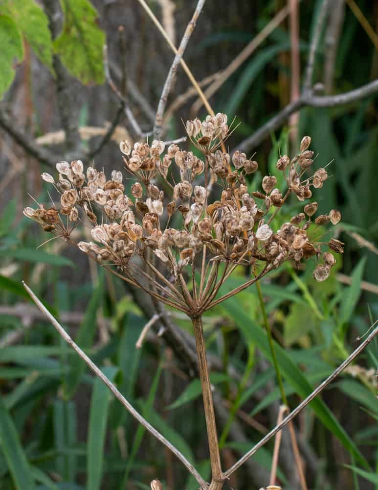 Cow parsnip seed or golpar 