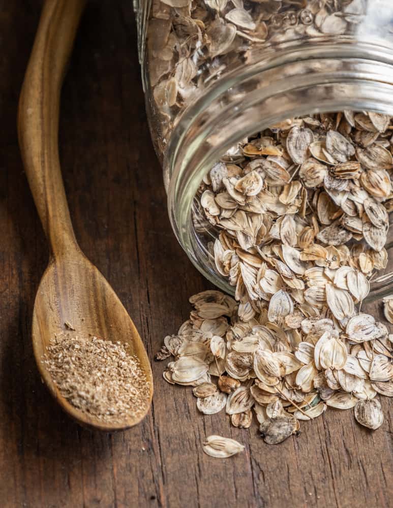 Cow parsnip seed or golpar in a jar