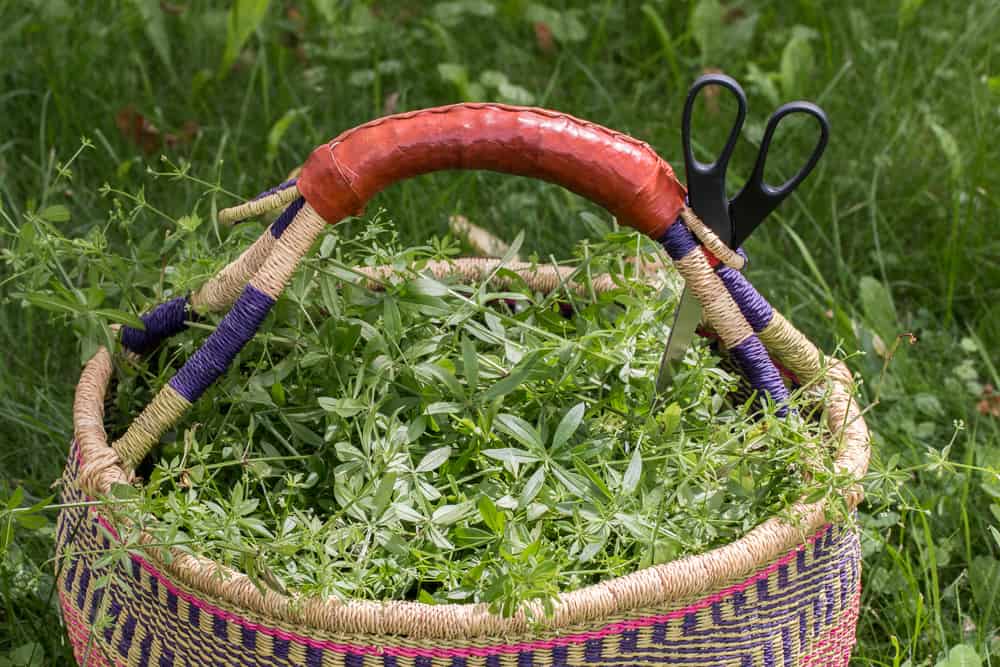 A basket of Galium asparellum and Galium triflorum 