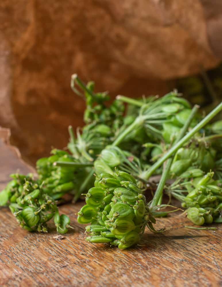 unripe or green cow parsnip seeds in a bag