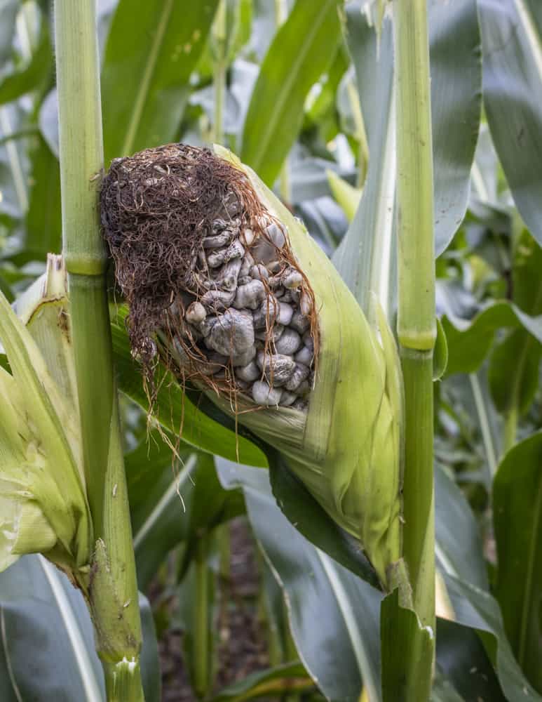 Huitlacoche, Utsilago maydis, corn truffles, or corn smut 