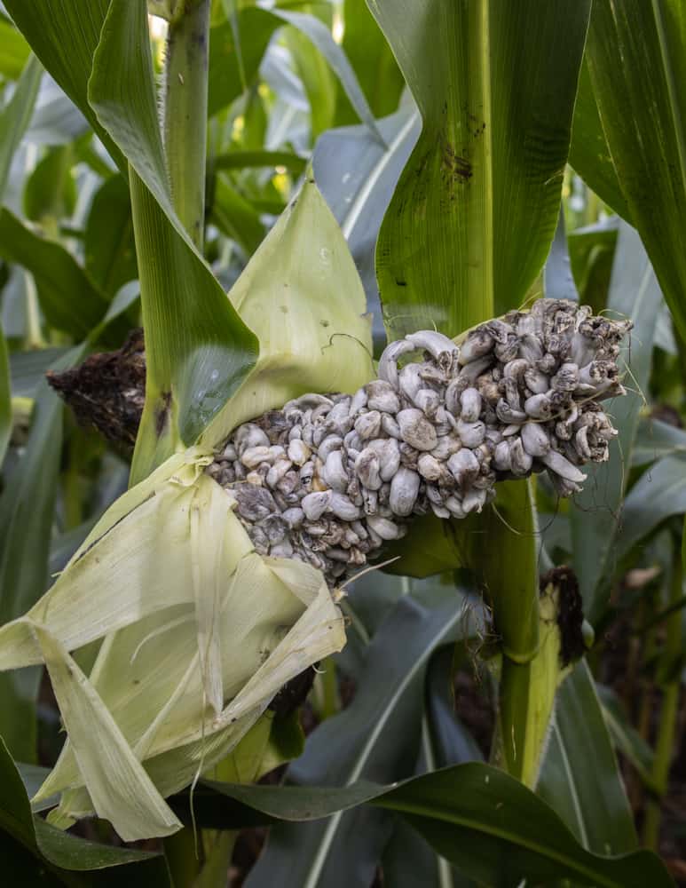 Wisconsin Huitlacoche