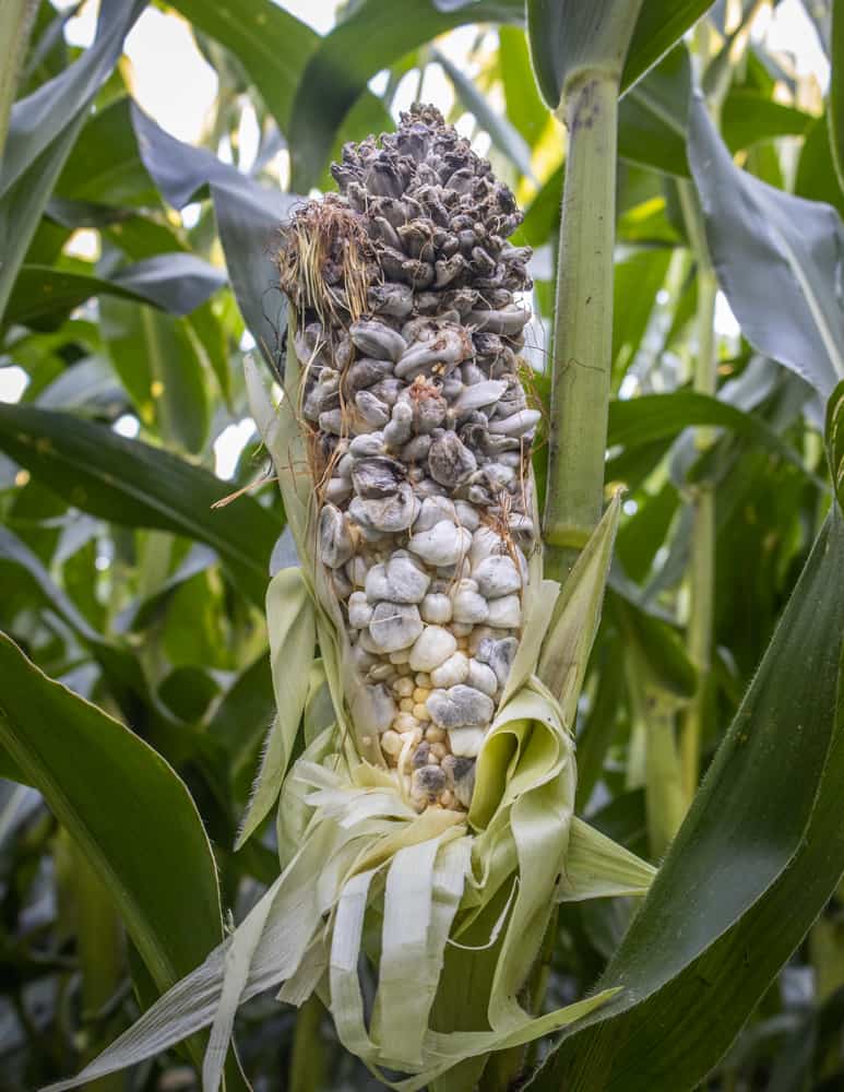 Wisconsin Huitlacoche