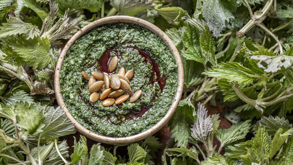 Foraged stinging nettle and pumpkinseed pesto