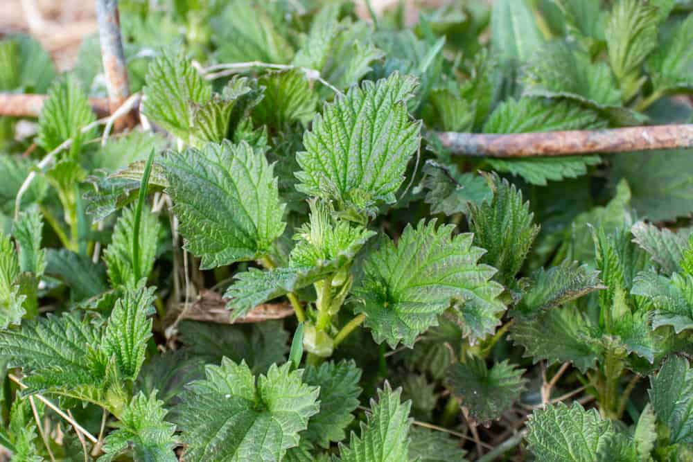 Common stinging nettles (Urtica dioica)