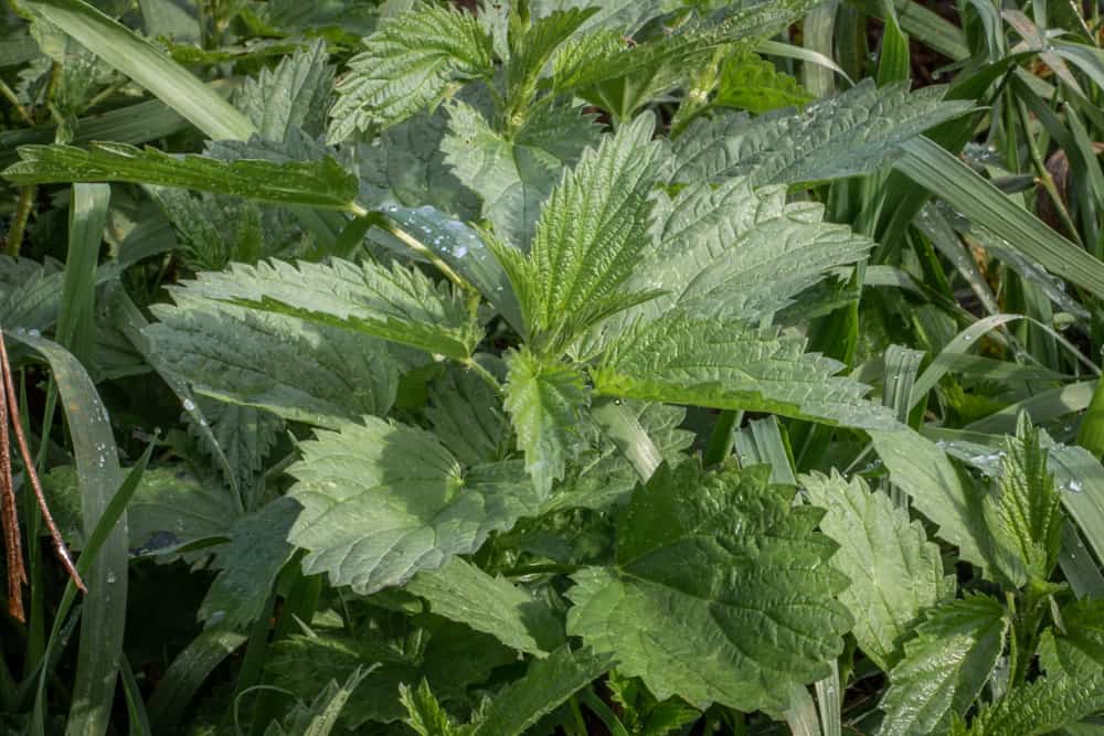 Common stinging nettles (Urtica dioica) 