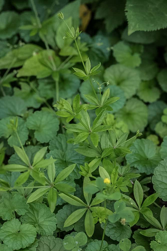 Galium triflorum