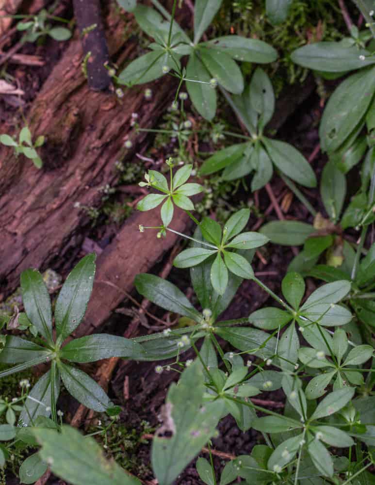 Galium triflorum, a sweet woodruff substitute