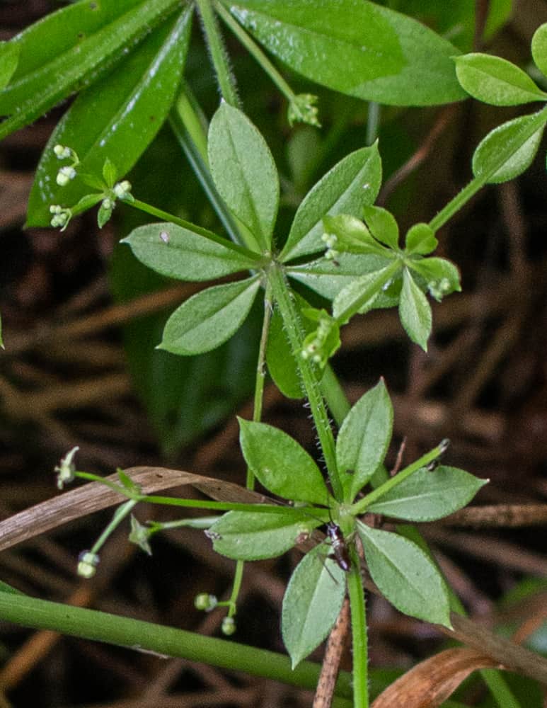 Galium triflorum, a subtitute for sweet woodruff, tonka bean and vanilla