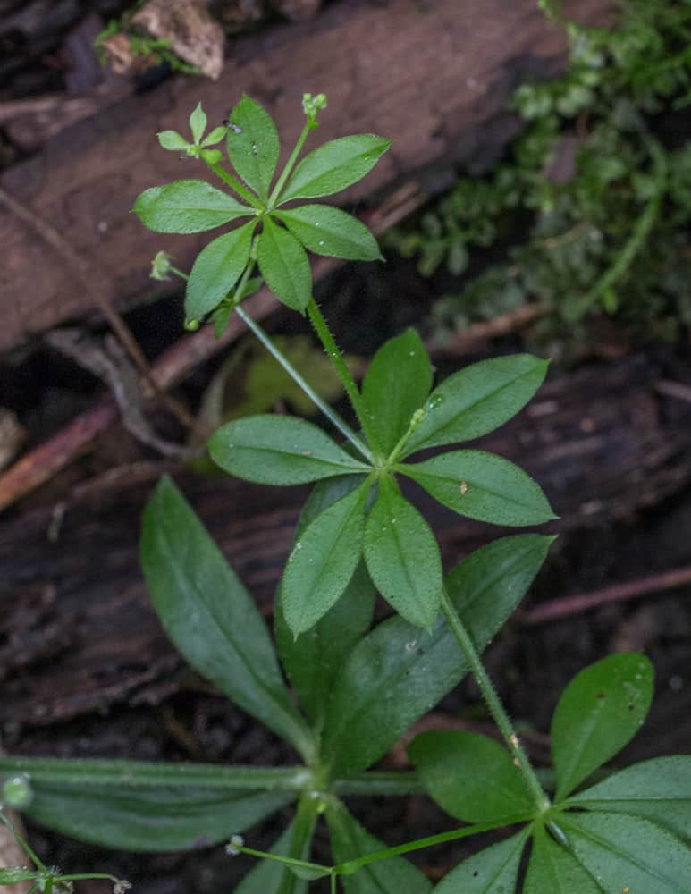 Galium triflorum, a subtitute for sweet woodruff, tonka bean and vanilla