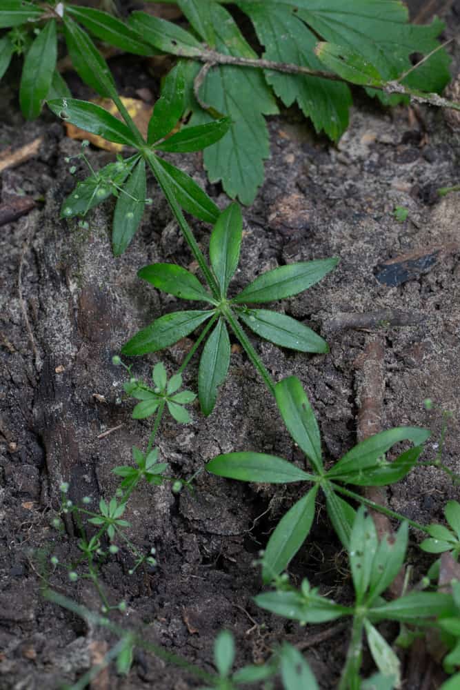 Galium triflorum, a subtitute for sweet woodruff, tonka bean and vanilla