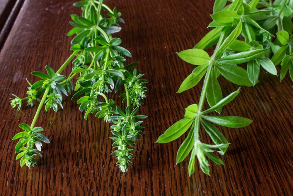 Galium triflorum and Galium mollugo 