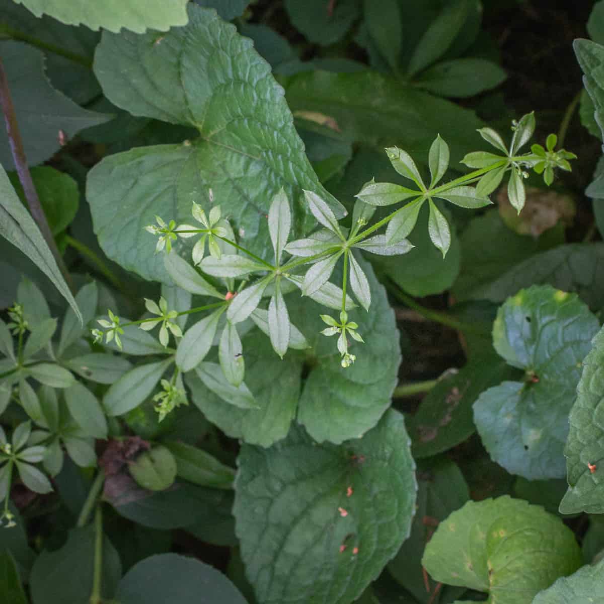 Galium triflorum, a subtitute for sweet woodruff, tonka bean and vanilla