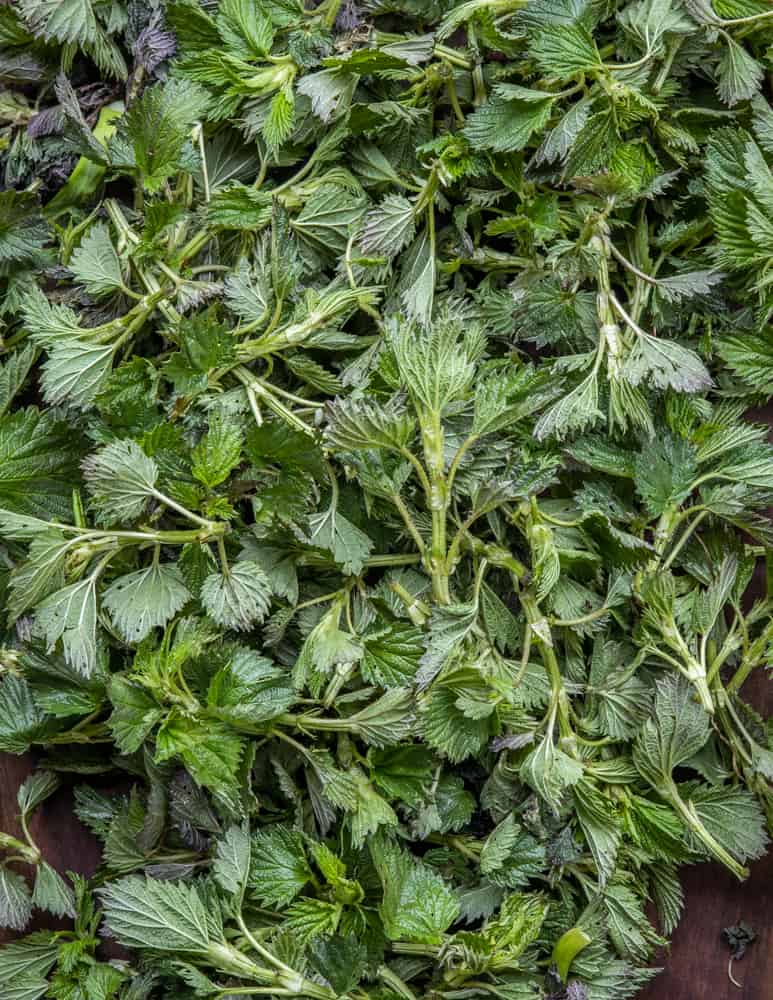 Edible stinging nettles