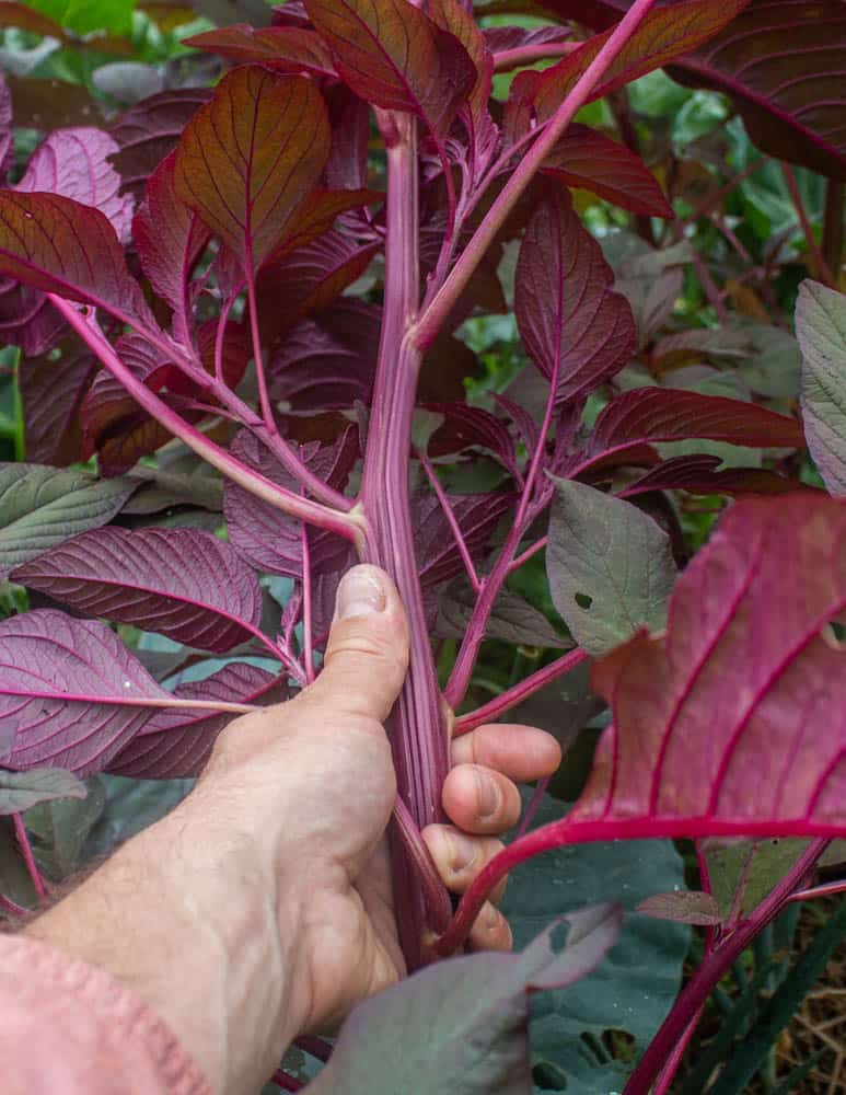 Burgundy amaranth 