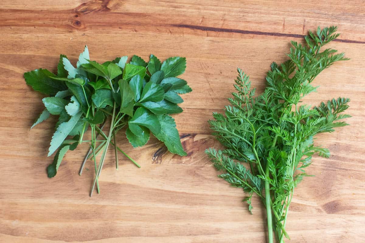 Wild parsnip leaves vs carrot leaves 