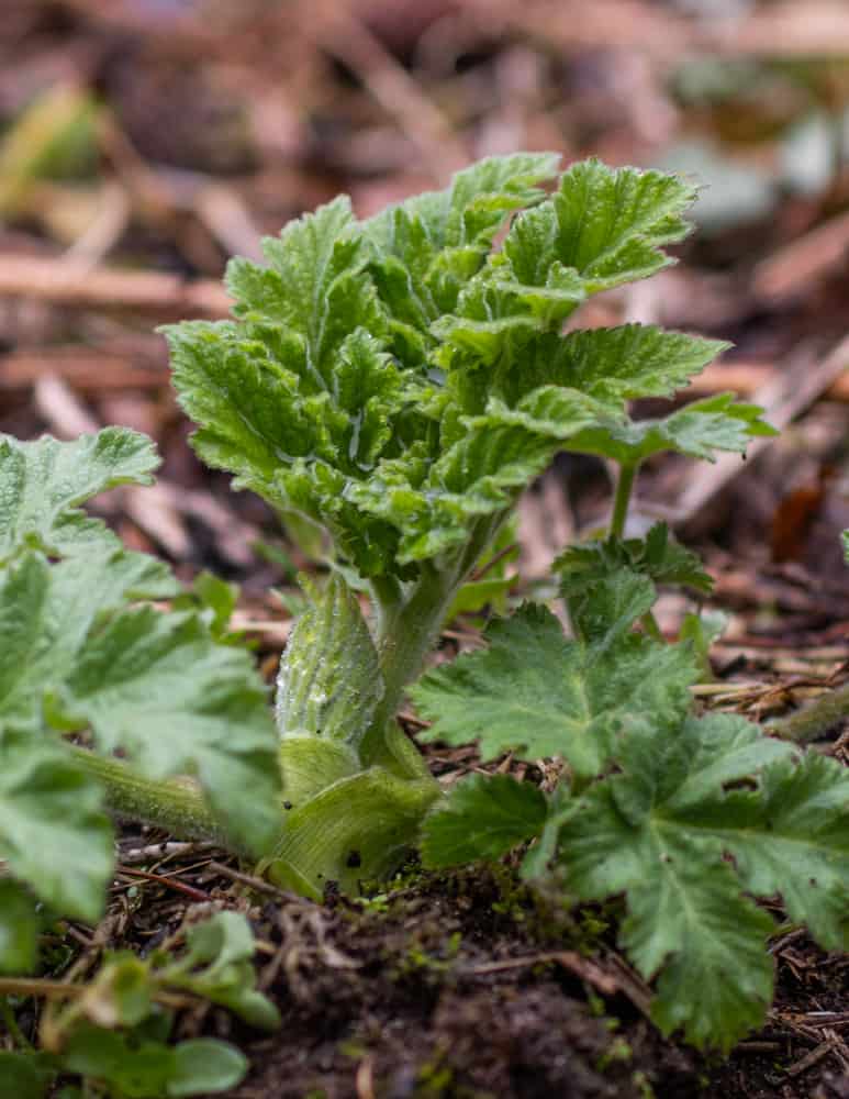 Cow parsnip or Heracleum maximum 