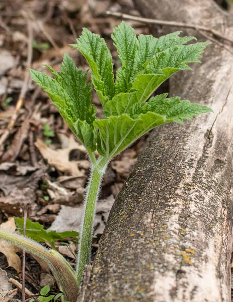 Cow Parsnip Identification Edible Parts and Cooking