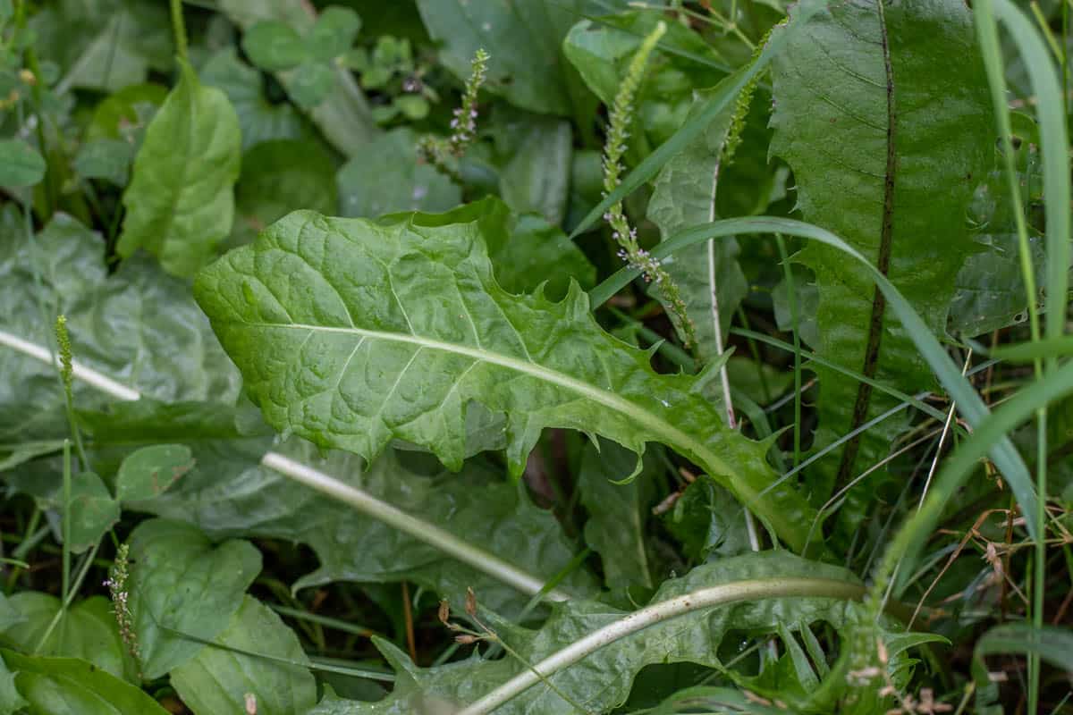 Dandelions Harvesting Cooking And Recipes Forager Chef