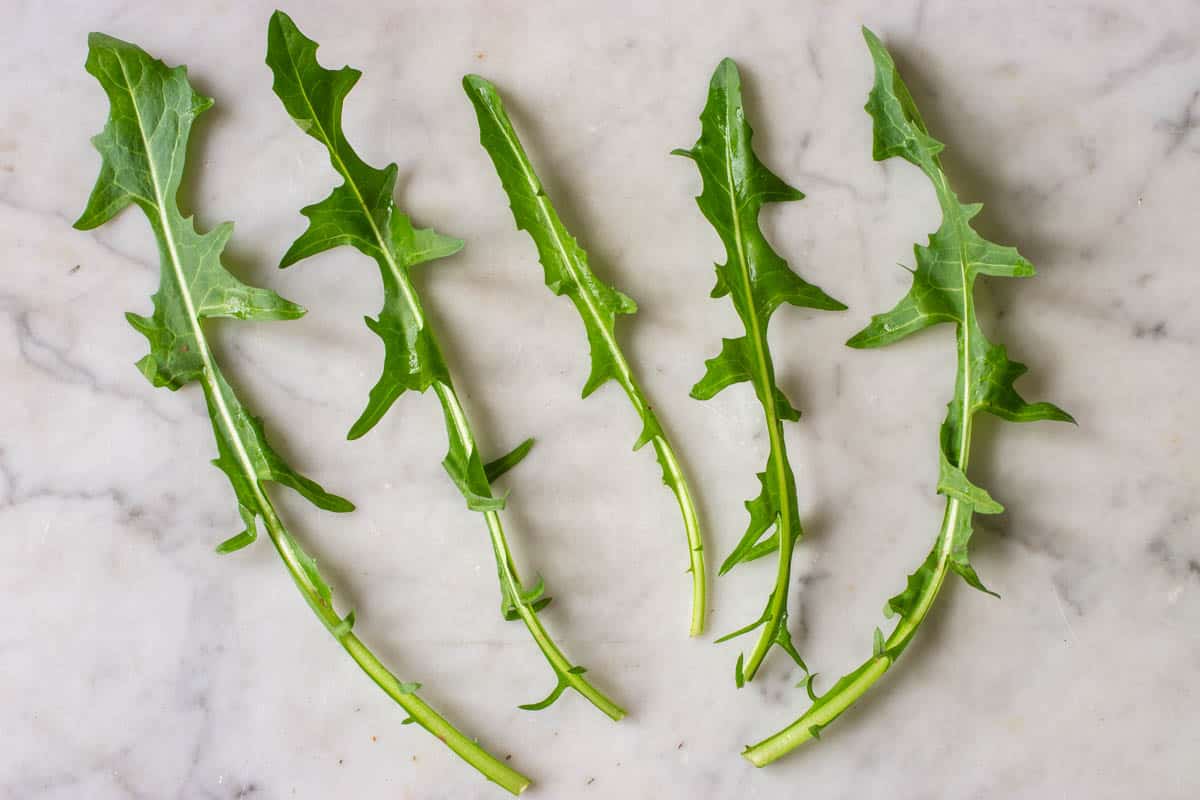 Edible dandelion leaves 