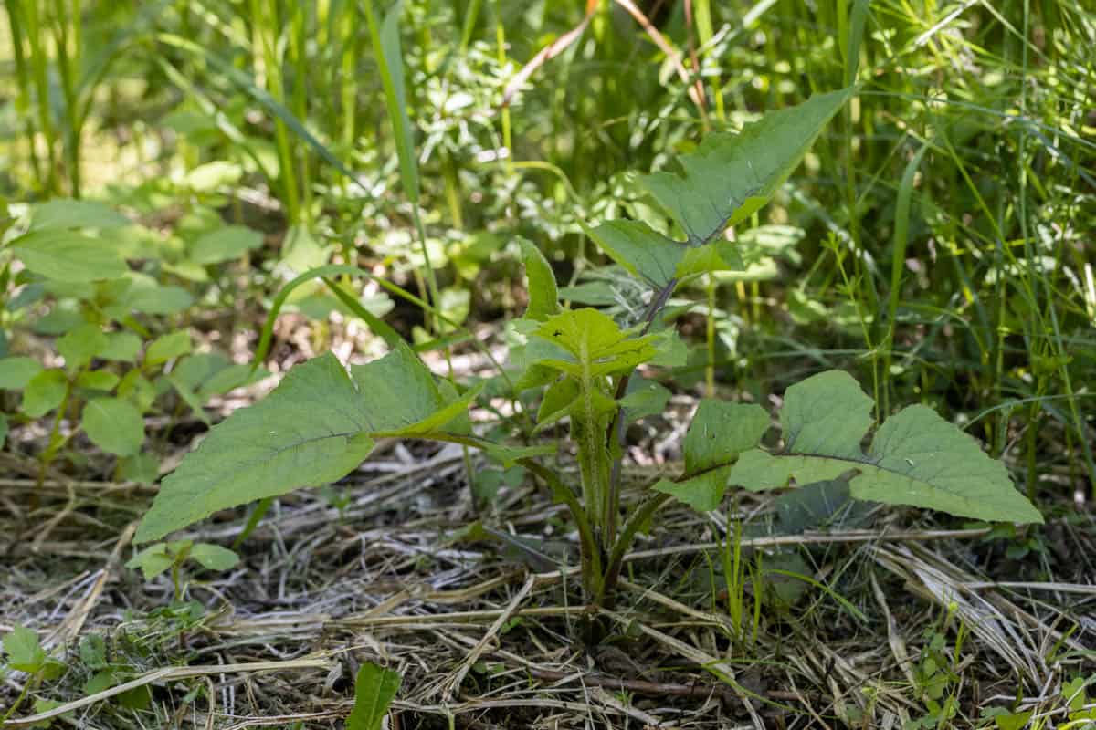 Edible Sow Thistle 