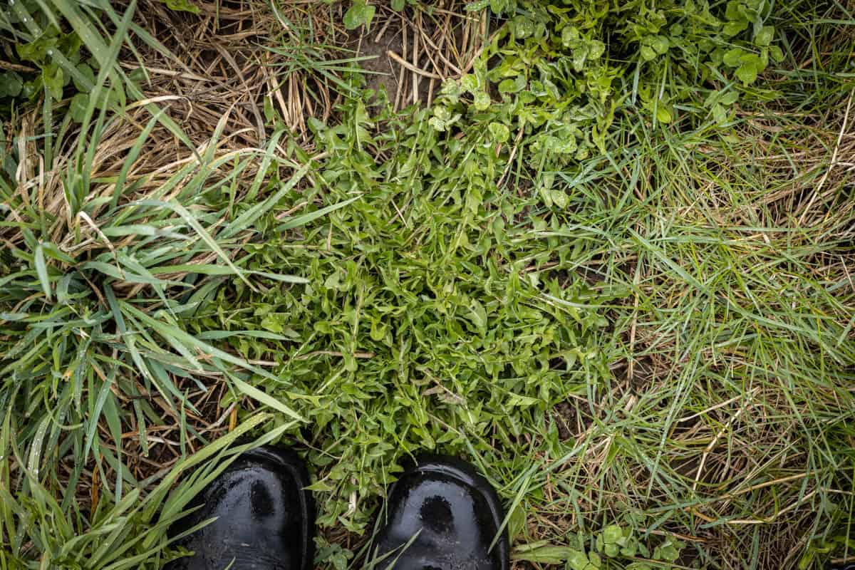 Edible wild dandelions 