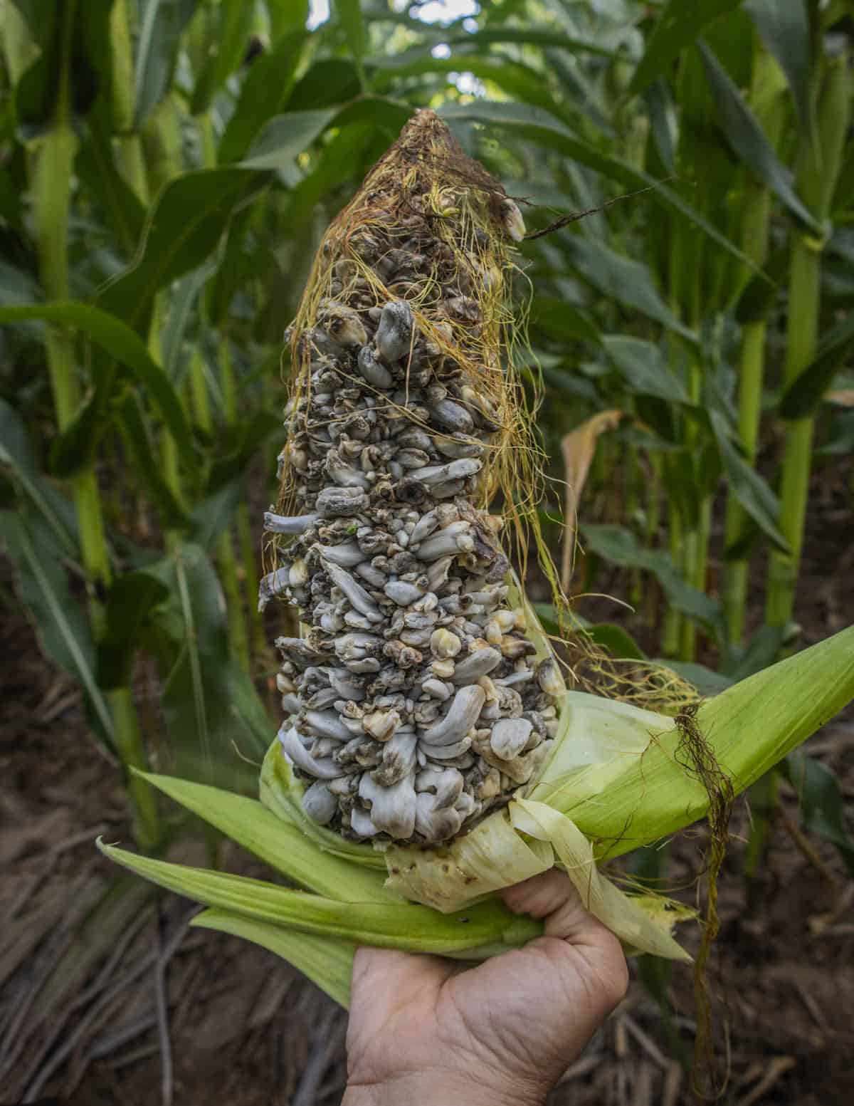 A hand holding an ear of corn smut grown by Mushroom Mike LLC from Milwaukee in a corn field.