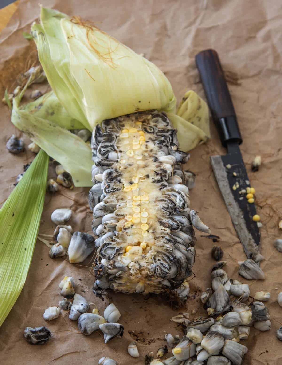 Cutting huitlacoche kernels from the cob or corn mushrooms grown by Mushroom Mike LLC.