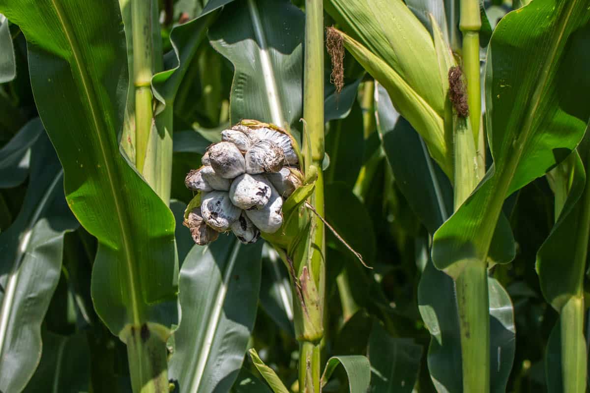 Huitlacoche caused by deer