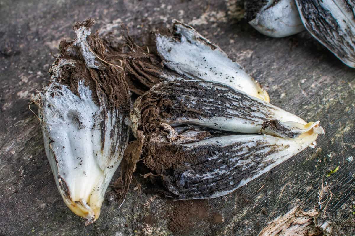 Huitlacoche kernels turning to powder making spores 