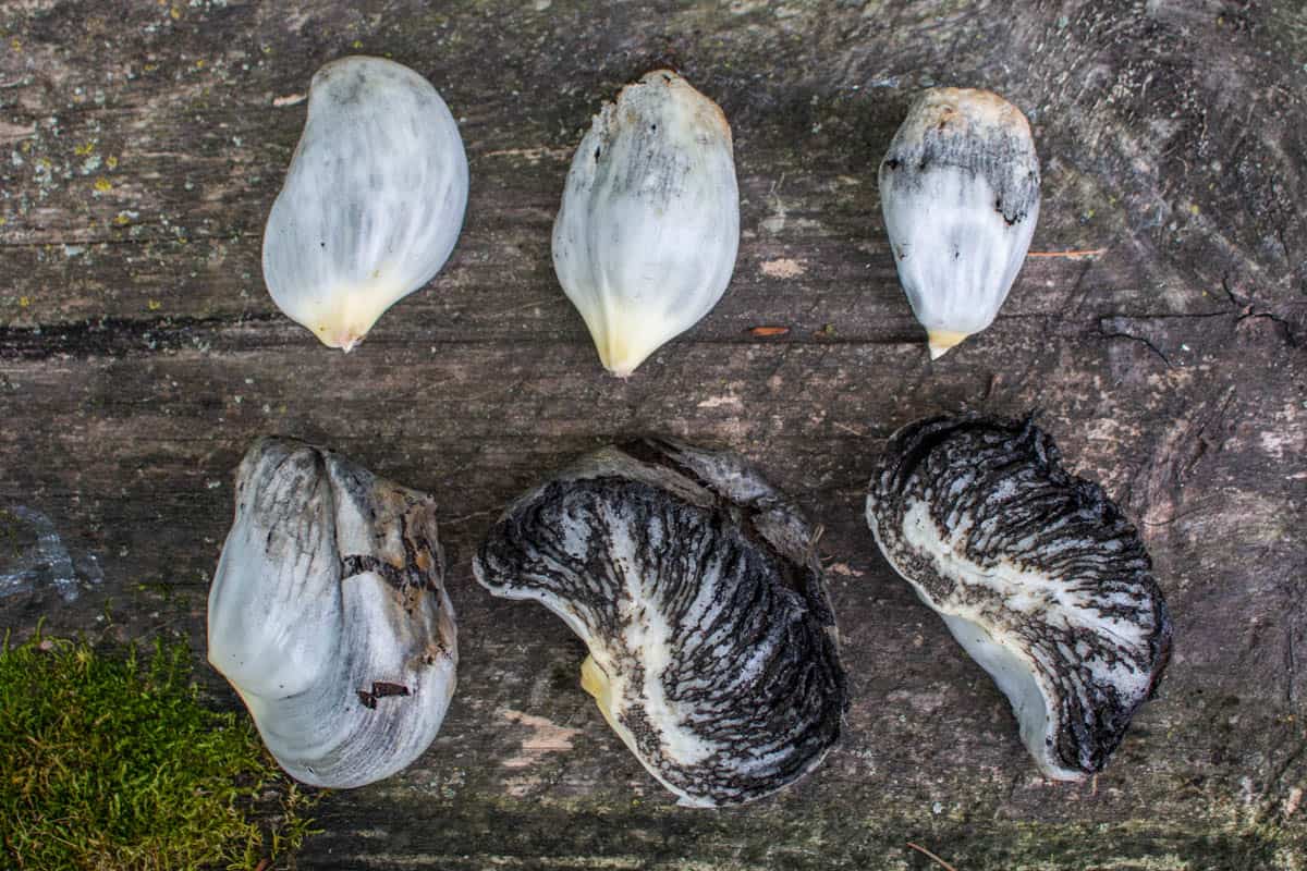 Corn mushrooms 