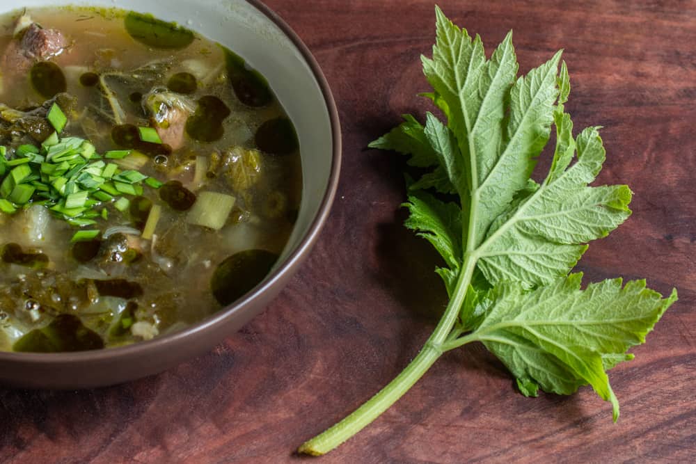 Borscht in a bowl next to cow parsnip leaves