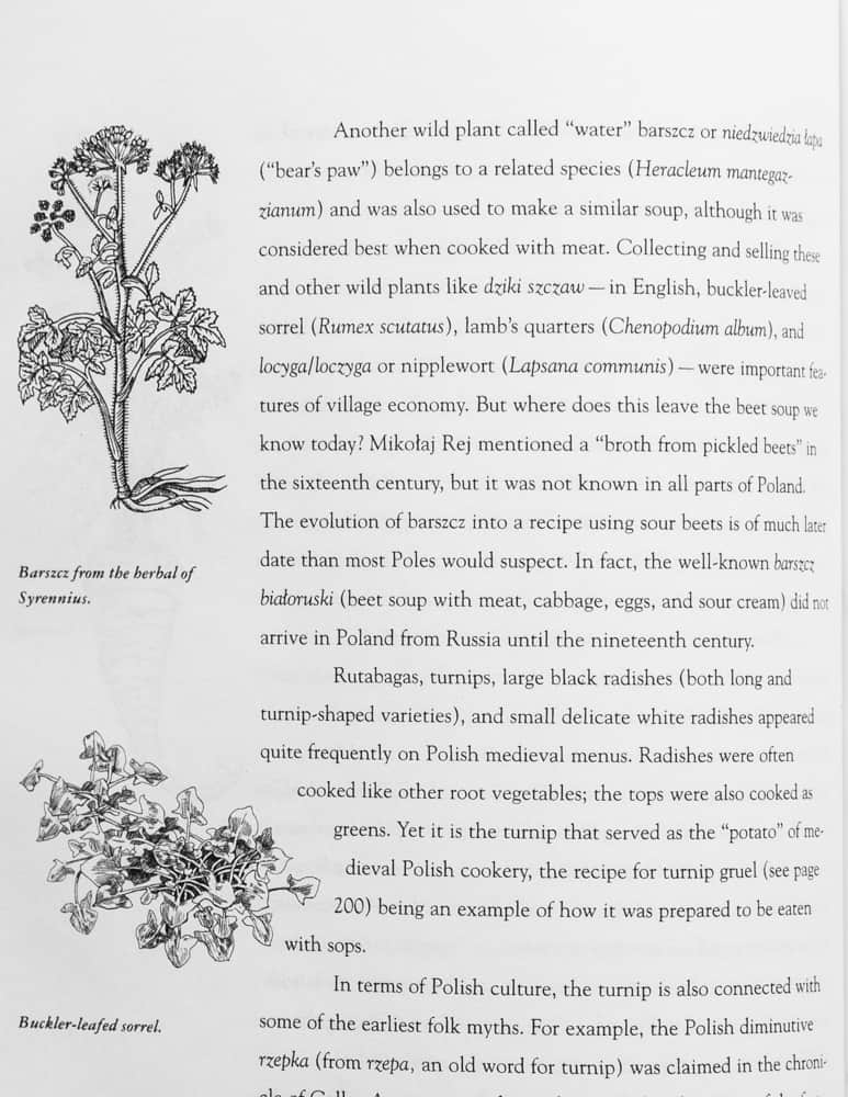 Heracleum montegazzianum in Medieval Polish cooking