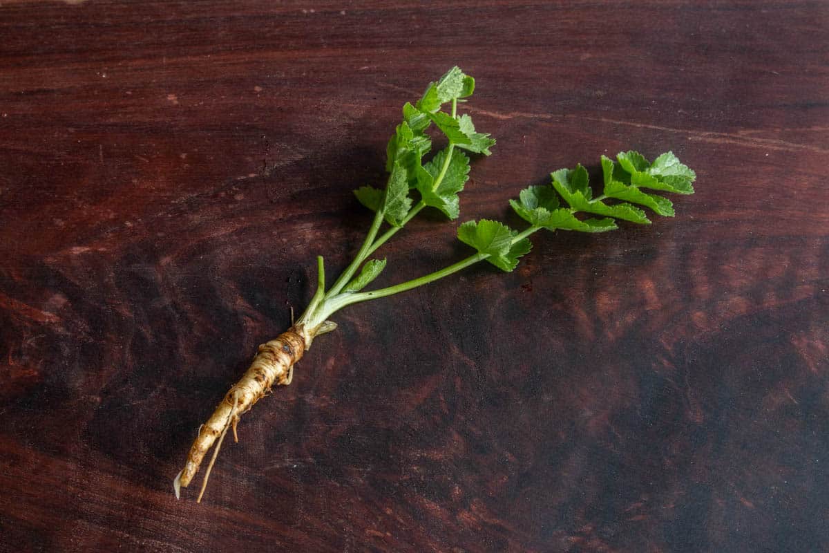 Small wild parsnip with root