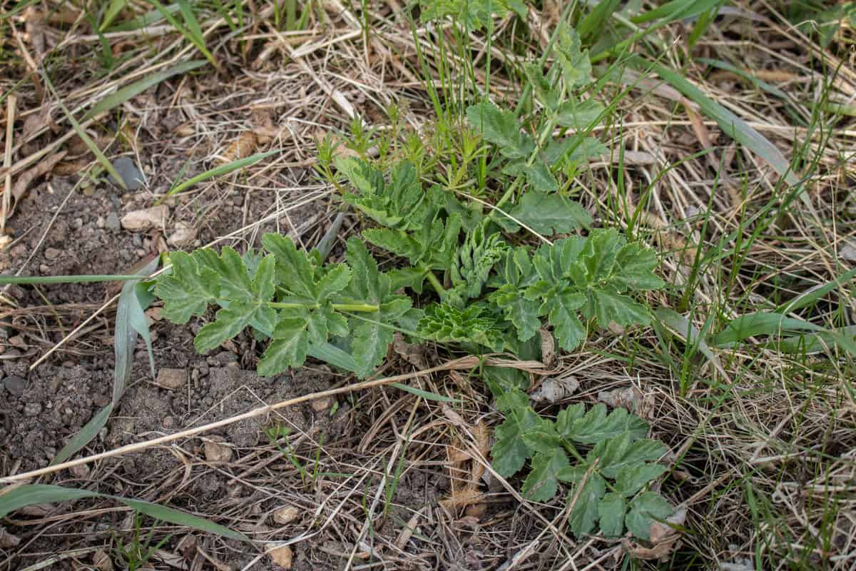 Wild parsnip basal rosette in the spring (Pastinaca sativa)