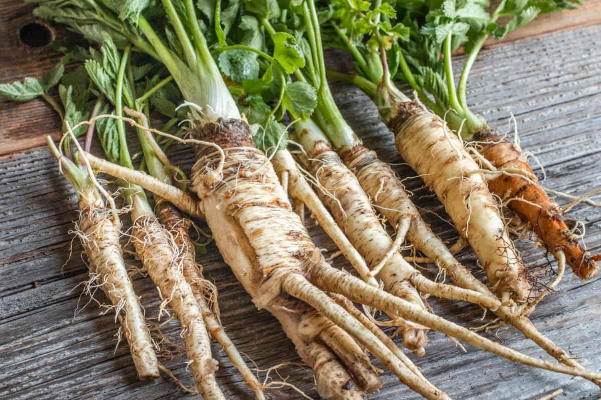 parsley root vs parsnip