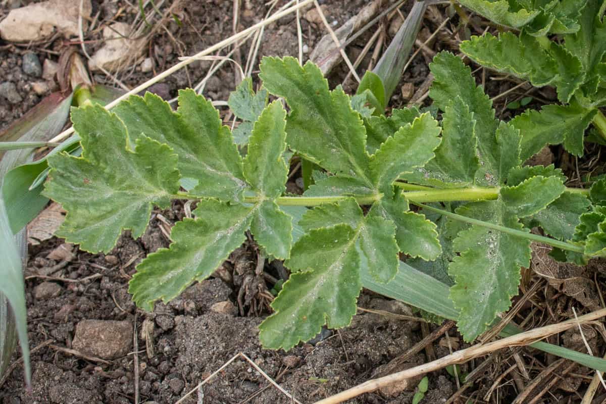 Wild parsnip leaves (Pastinaca sativa)