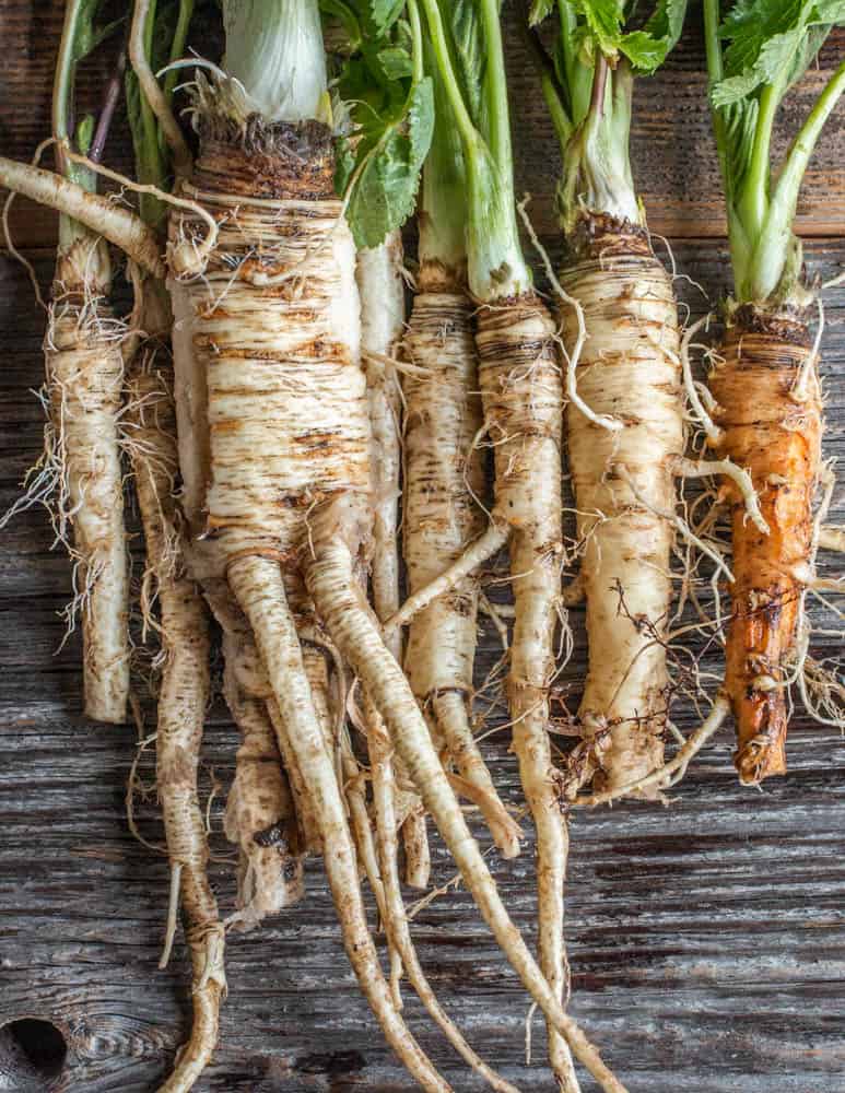 cleaned wild parsnip roots