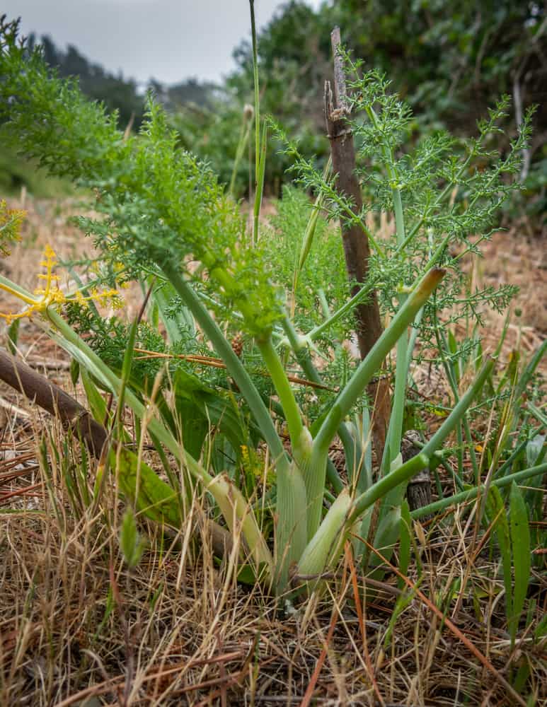 Wild fennel in California 