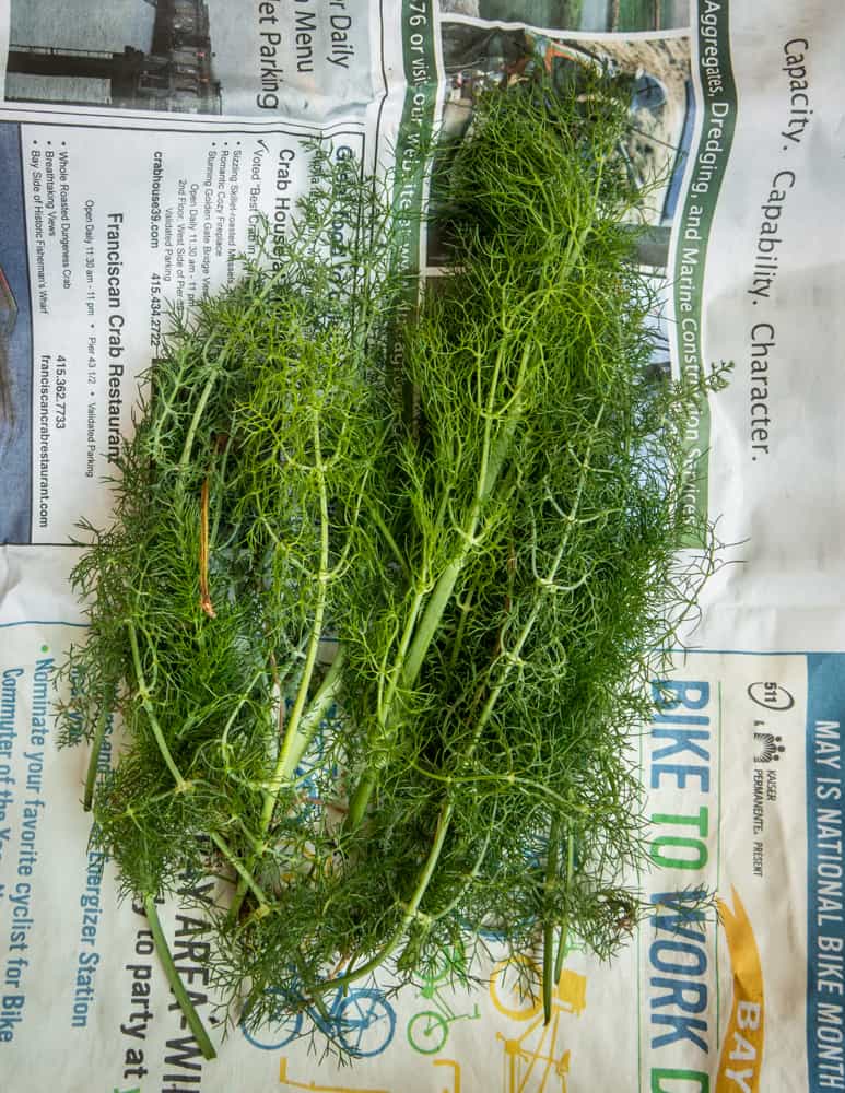 Edible wild fennel fronds and stalks 