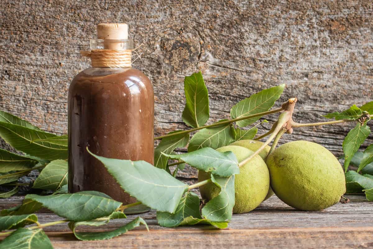 Black Walnut Ketchup or Catsup Forager Chef