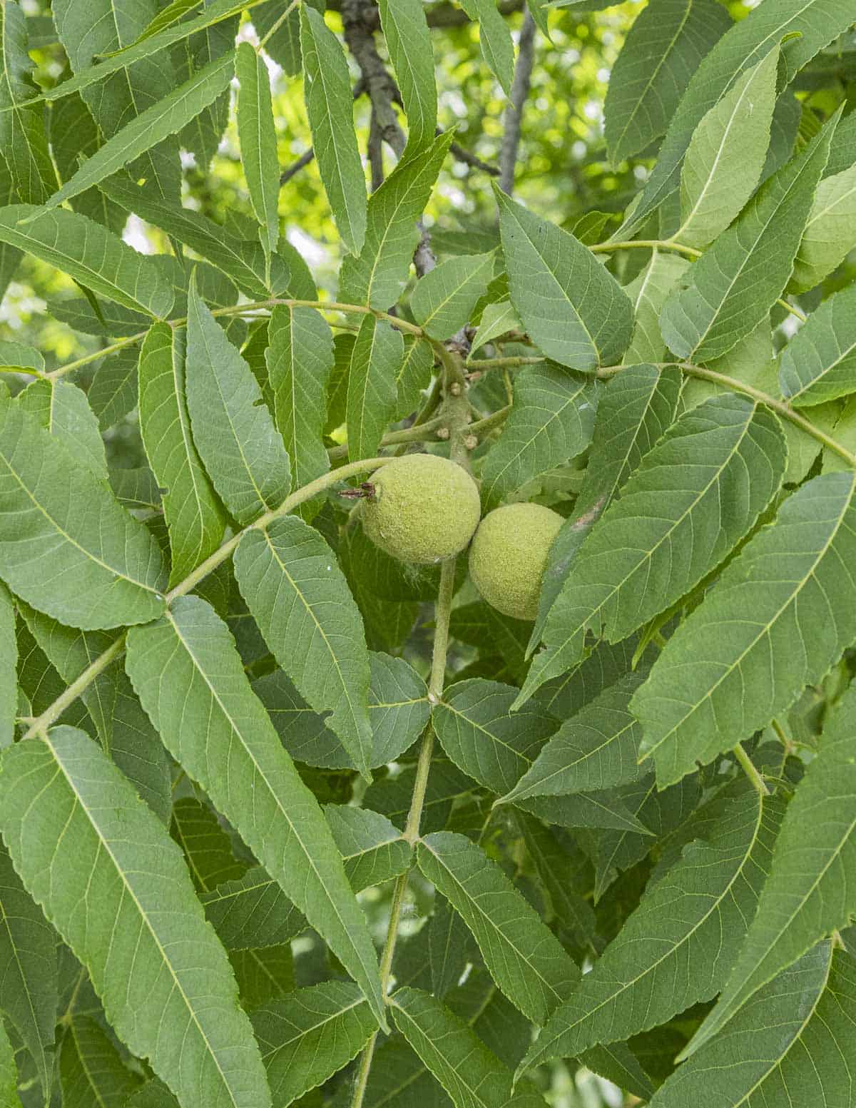Young green walnuts growing on a black walnut tree at the right stage for harvesting. 