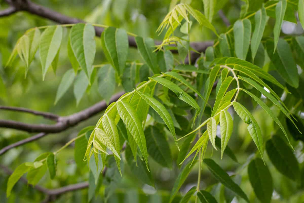 Young black walnut leaves 