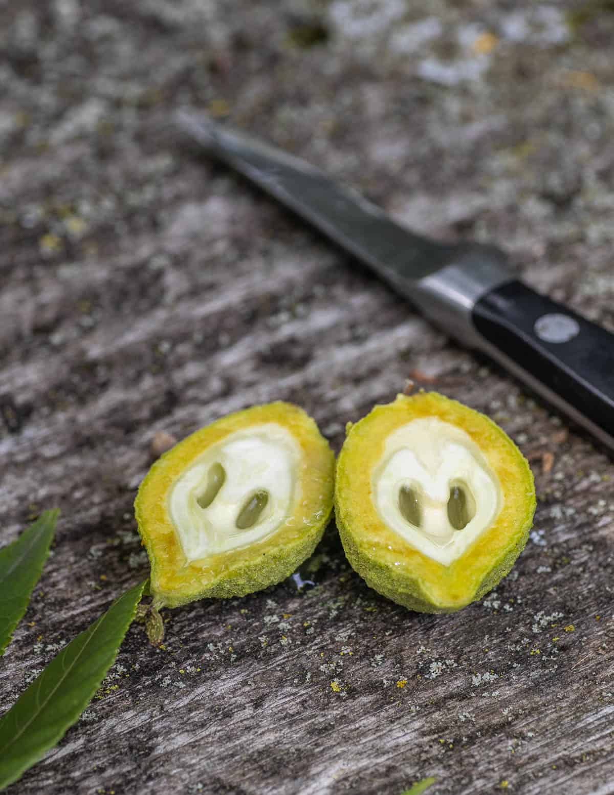 Cutting young unripe green walnuts in half. 