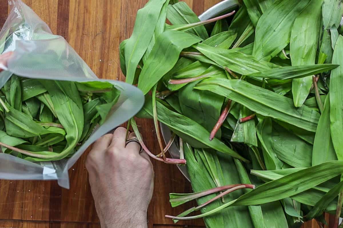 Putting foraged ramp leaves in a vacuum bag with salt 