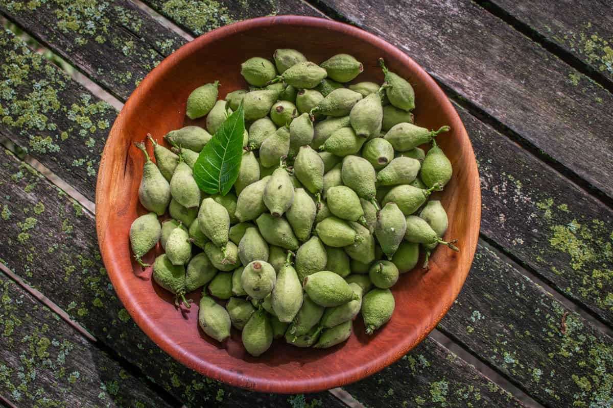 unripe green black walnuts in a bowl in spring