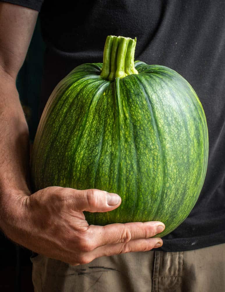 Green / unripe pumpkin 