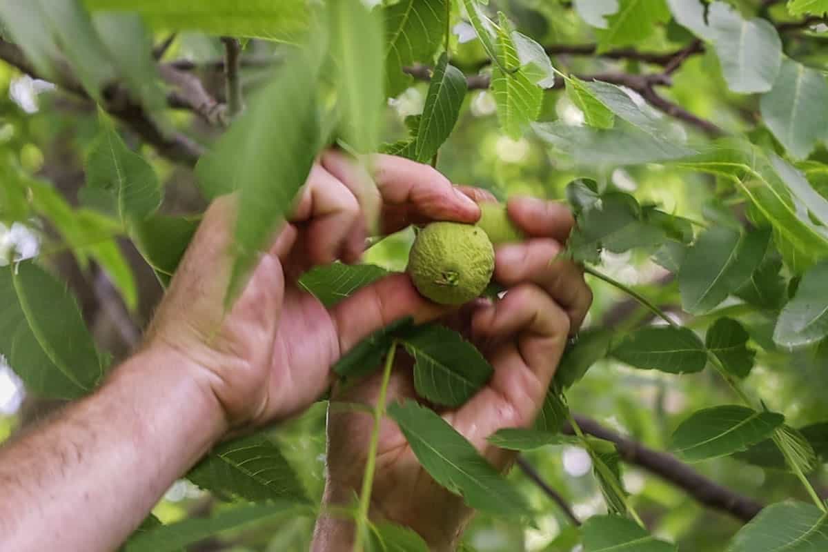 harvesting green walnuts 