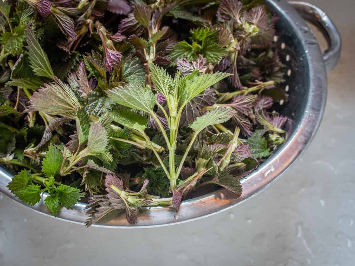 washed stinging nettles or urtica gracilis in a colander