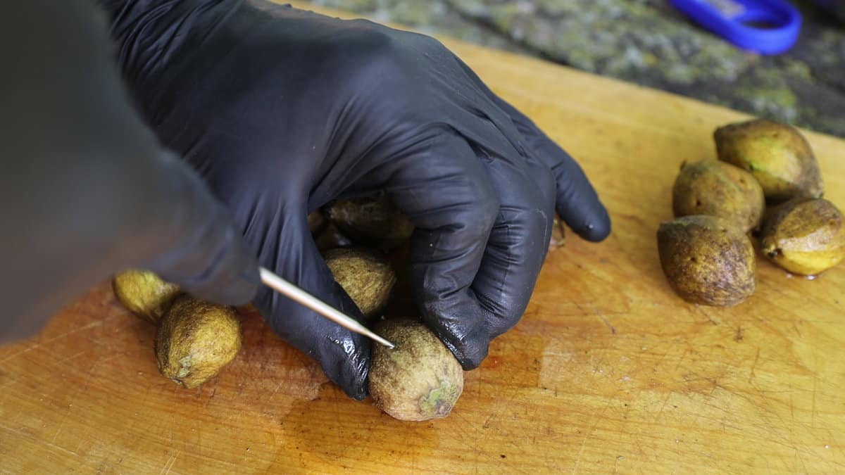 Piercing green walnuts